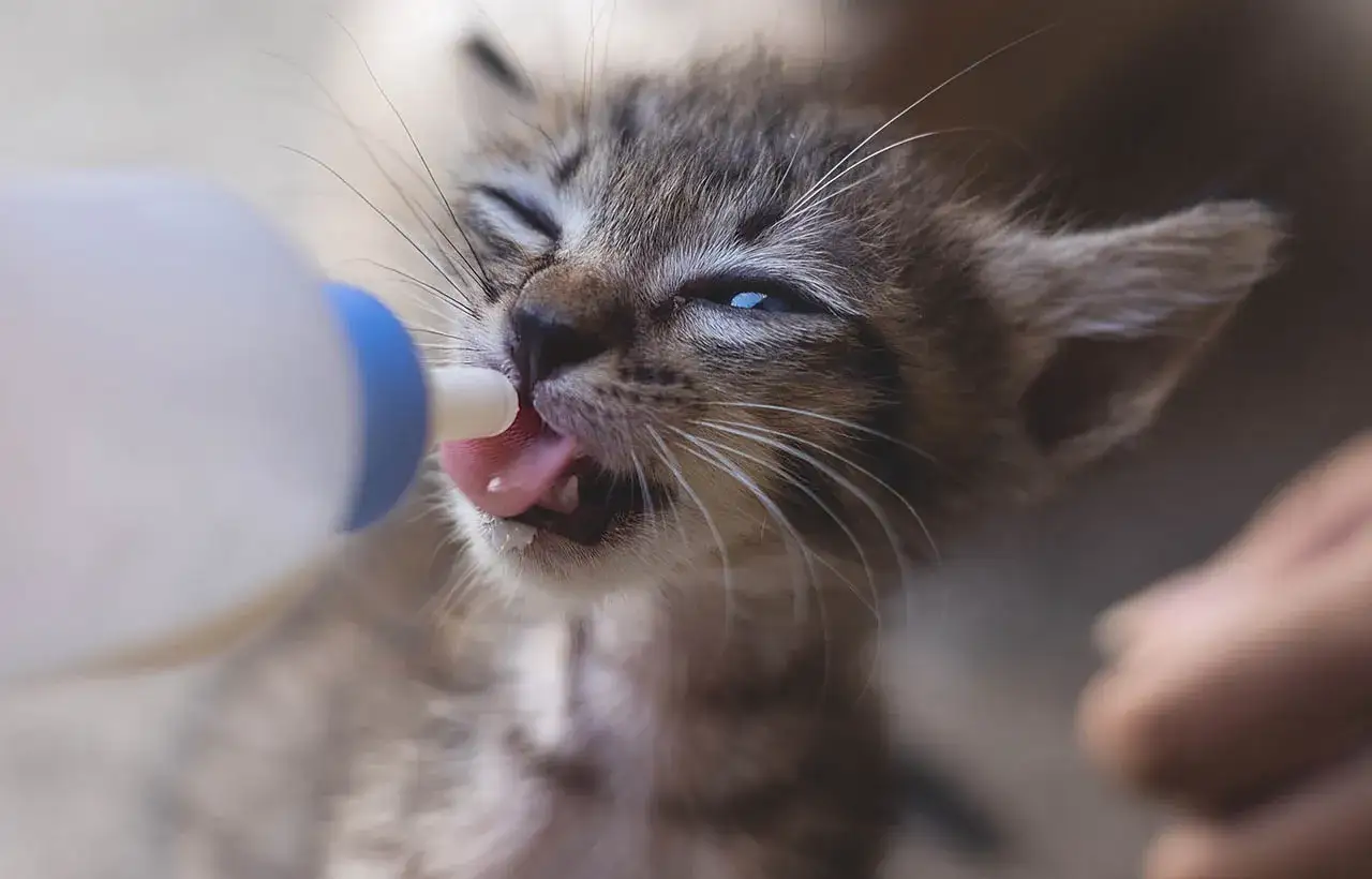 Jakie mleko dla małego kotka? Oto, co musisz wiedzieć, by nie zaszkodzić