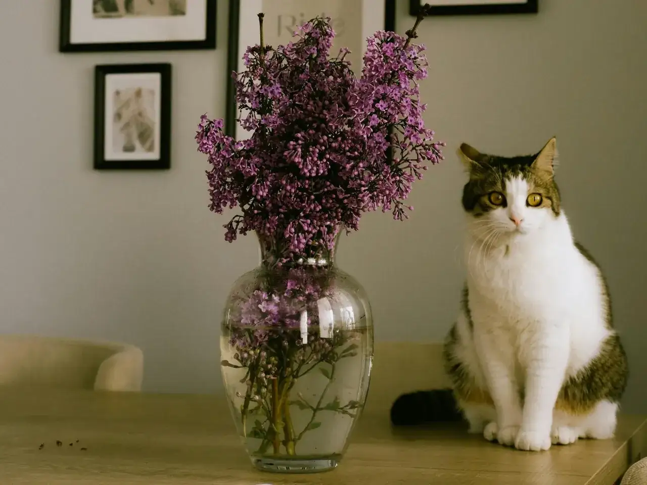 Kot siedzi obok wazonu z fioletowym bzem, który stanowi piękne dodatki do kwiatów ciętych.