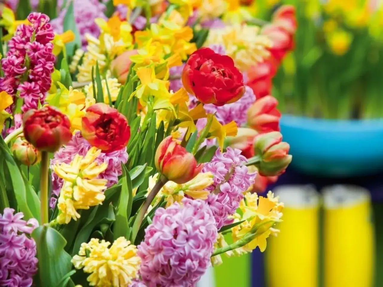 Kolorowe bukiety wiosenne: czerwone tulipany, żółte narcyzy i różowe hiacynty tworzą radosną kompozycję.