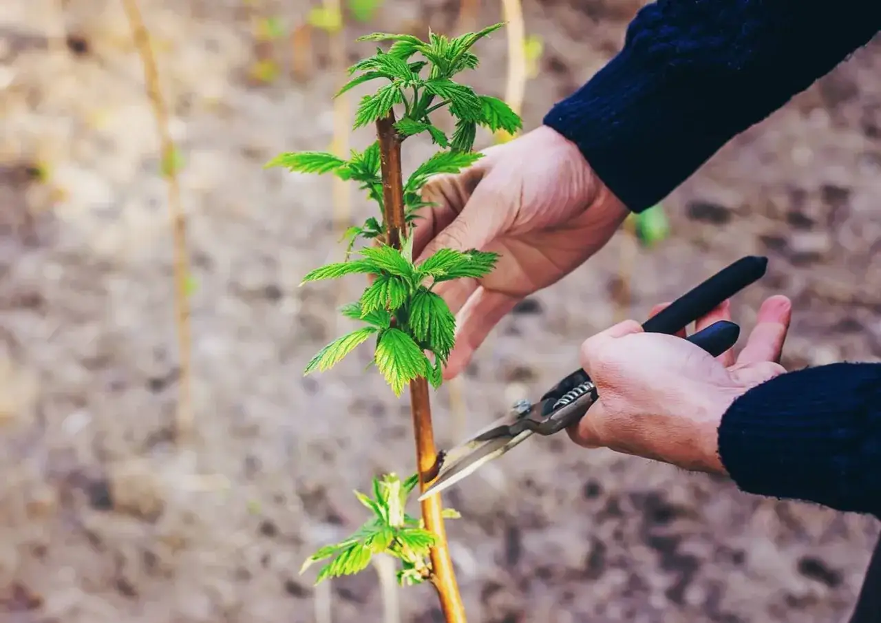 Dłonie przycinają młodą malinę nożycami. Dowiedz się, kiedy przycinać maliny i jak, by cieszyć się obfitymi plonami.