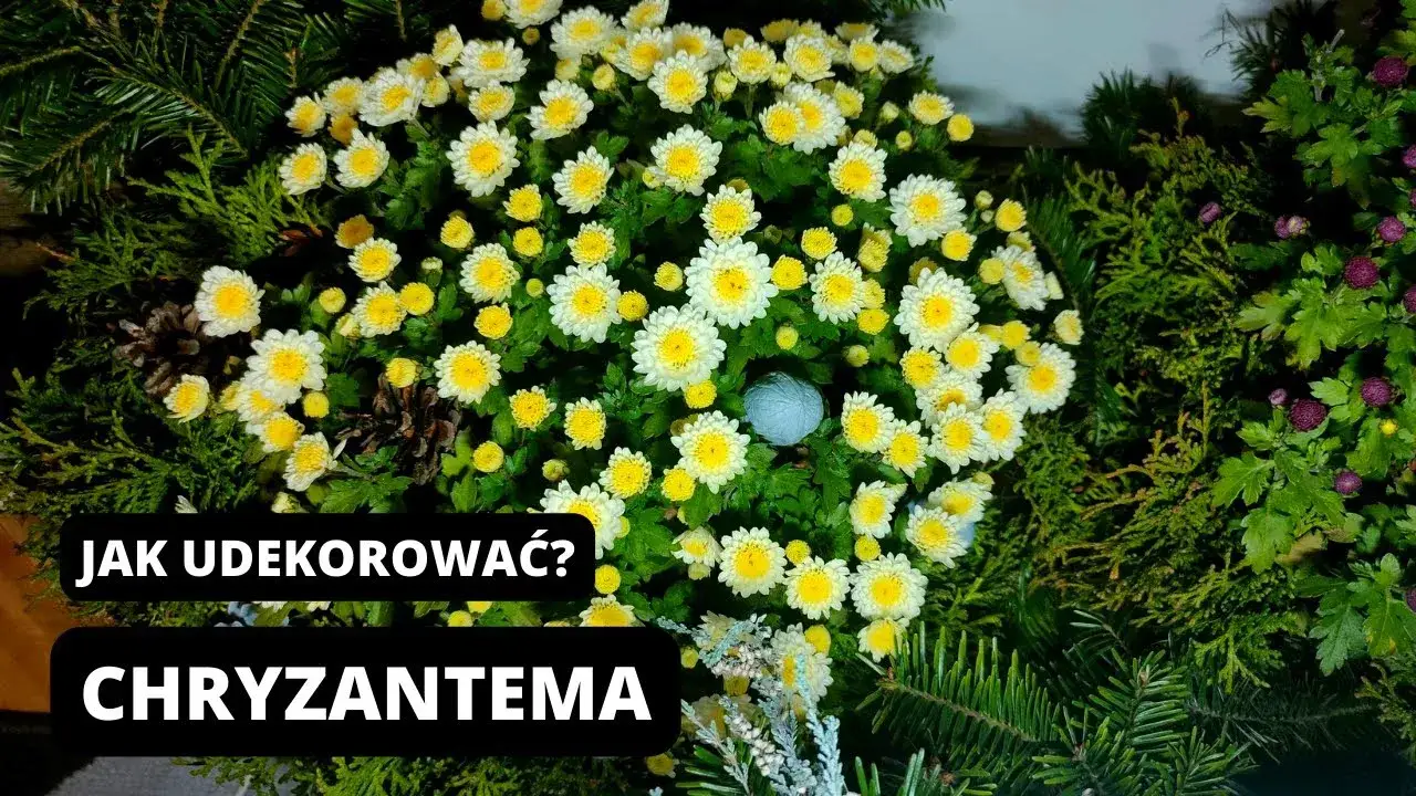 Jak udekorować chryzantemy w doniczce na cmentarz, by uczcić bliskich
