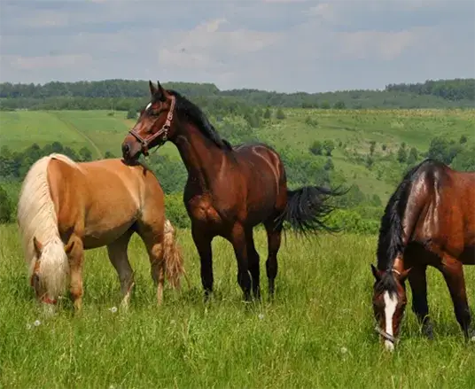 Stadnina Janczar Pstrągowa: oferta, cennik, opinie Twój przewodnik!