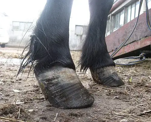 Jak rozpoznać ochwat u konia – objawy, przyczyny i pierwsze kroki ratunkowe