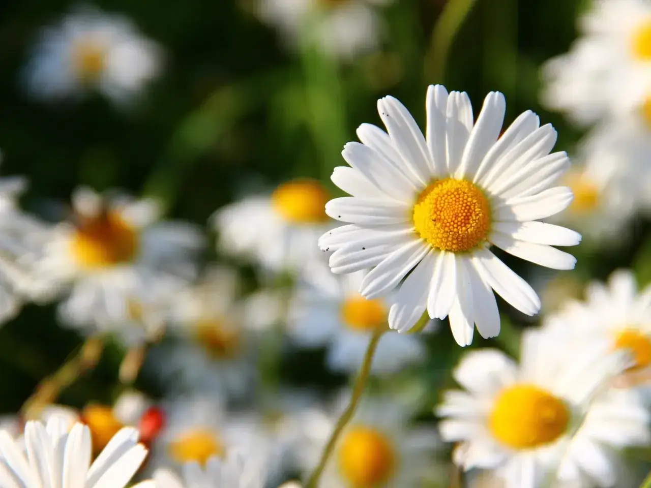 Piękne stokrotki na zielonym tle. Idealny czas, kiedy sadzić stokrotki do gruntu, to wiosna lub jesień.