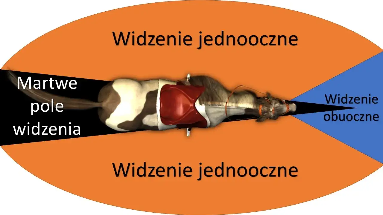 Koński wzrok: Poznaj świat oczami konia i buduj zaufanie