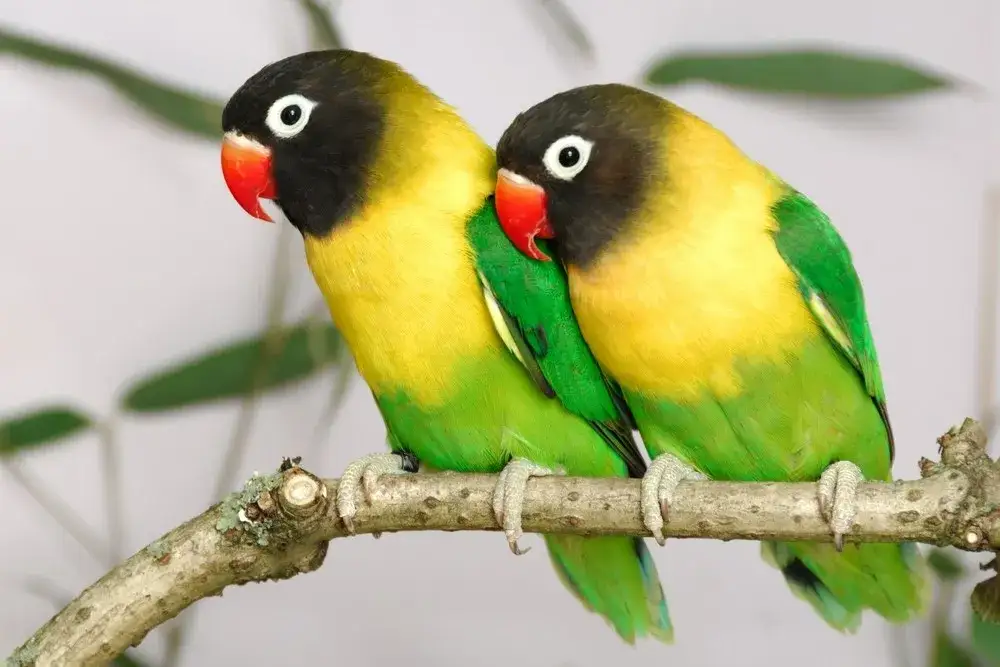 Ile lat żyją nierozłączki? Sekret długiego życia papugi