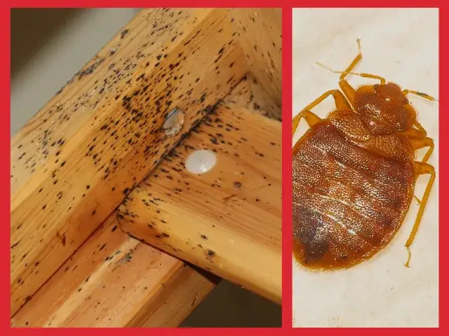 Jak rozmnażają się pluskwy i jak ich uniknąć w domu