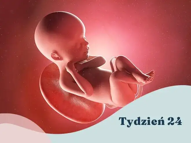 24. tydzień ciąży: Niesamowity rozwój dziecka co musisz wiedzieć?