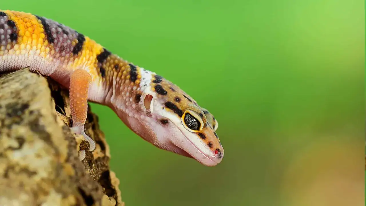 Gekon lamparci z bliska na tle zieleni.