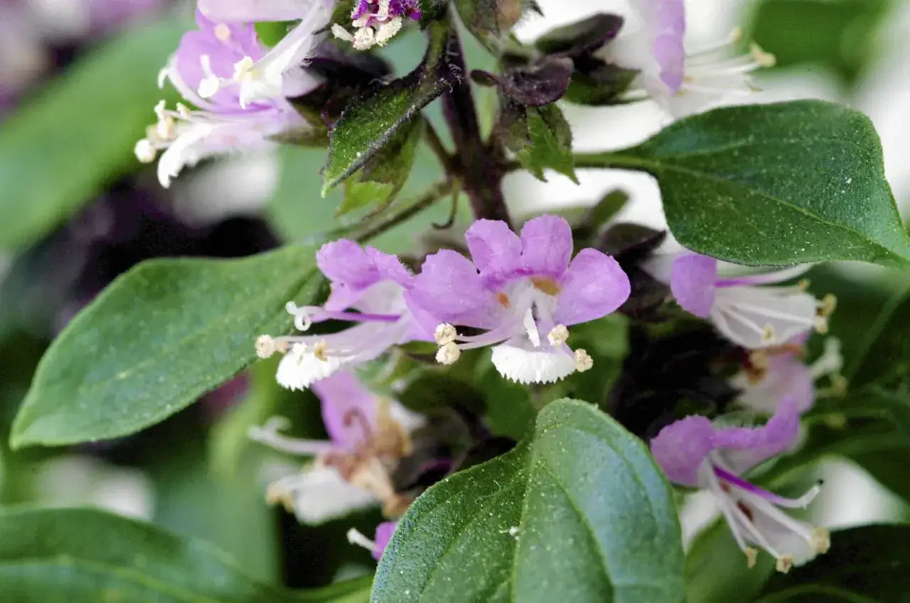 Kwiat bazylii - kiedy i jak kwitnie ta popularna przyprawa?