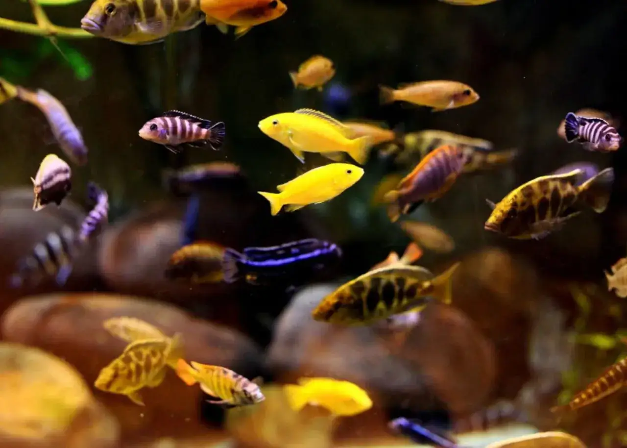 Rybki do akwarium: Gdzie kupić zdrowe i jak o nie dbać?