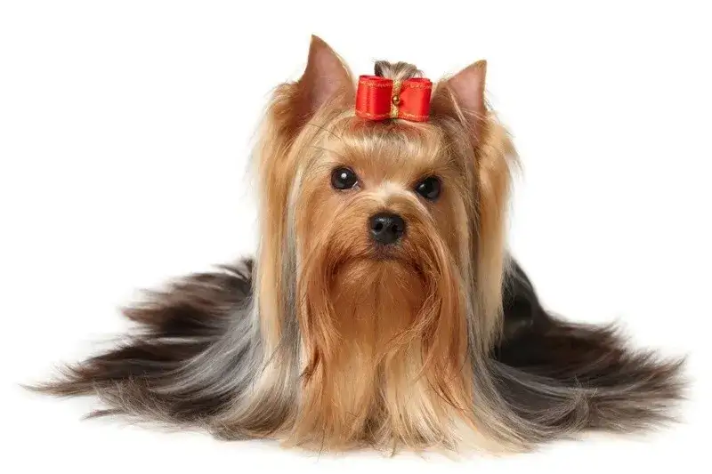 Psy które mają włosy zamiast sierści - idealne dla alergików i wymagającej pielęgnacji