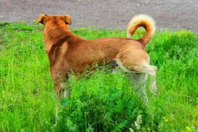 Dlaczego kotka sika w domu? Poznaj przyczyny i rozwiązania