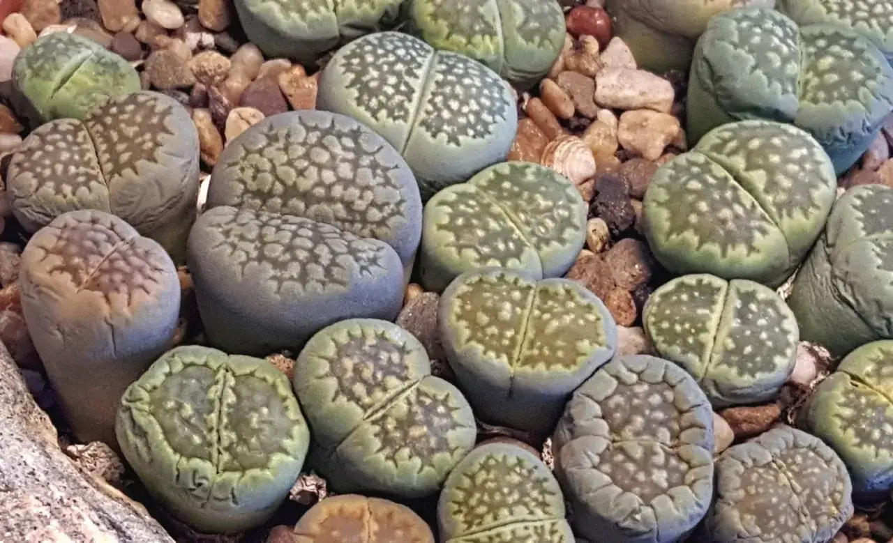 Żywe kamienie uprawa: sukulenty przypominające kamienie, z charakterystycznymi wzorami na liściach, rosnące w kamienistym podłożu.