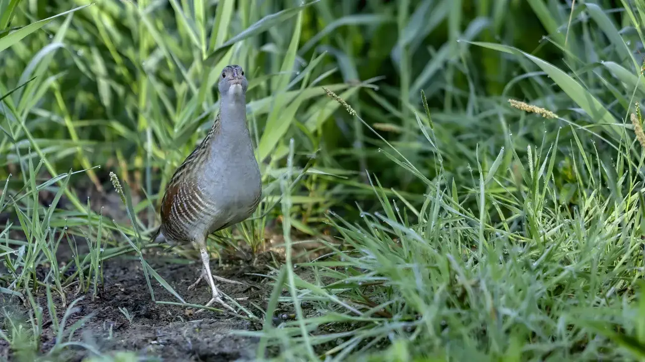 Gdzie zimuje derkacz? Odkryj jego tajemnicze miejsca w Afryce