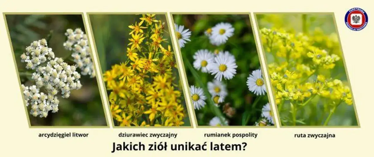 Rumianek czy chwast? Rozpoznaj prawdziwe zioło i uniknij pomyłki.