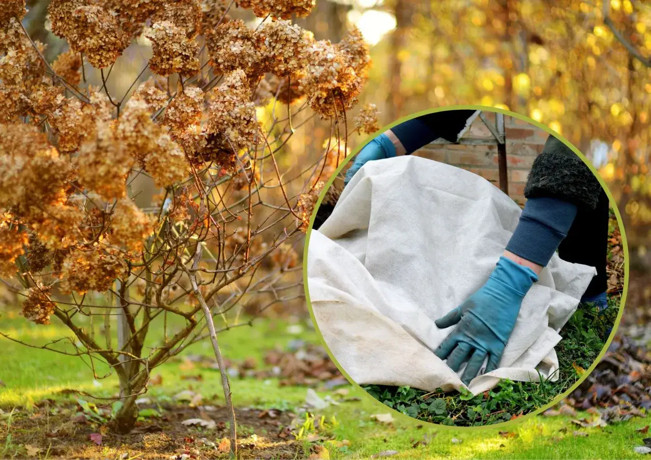 Jak okryć hortensje ogrodowe na zimę, aby przetrwały mrozy i kwitły pięknie