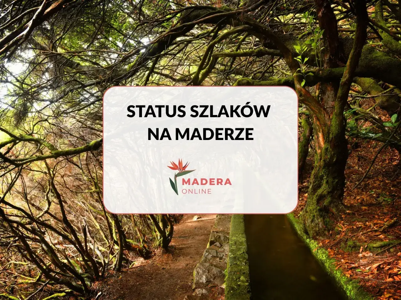 Sprawdź, czy szlaki turystyczne są otwarte na Maderze. Zdjęcie przedstawia ścieżkę wśród bujnej, mszystej roślinności.