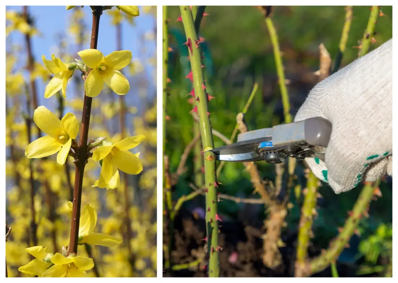 Przycinanie róż: Kiedy i jak? Sekret zdrowych i pięknych kwiatów