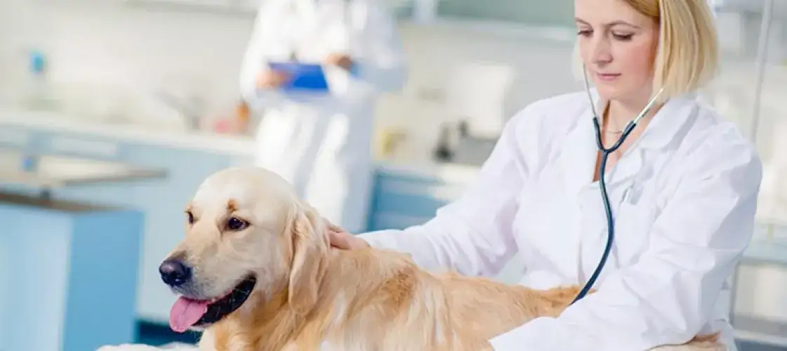 Czy weterynarz może wypisać receptę dla człowieka? Prawda i mity