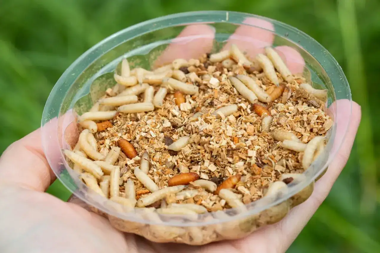 Pojemnik z białymi robakami, idealnymi do tego, jak wyhodować białe robaki na ryby. Widać je wśród trocin i innych odpadków.