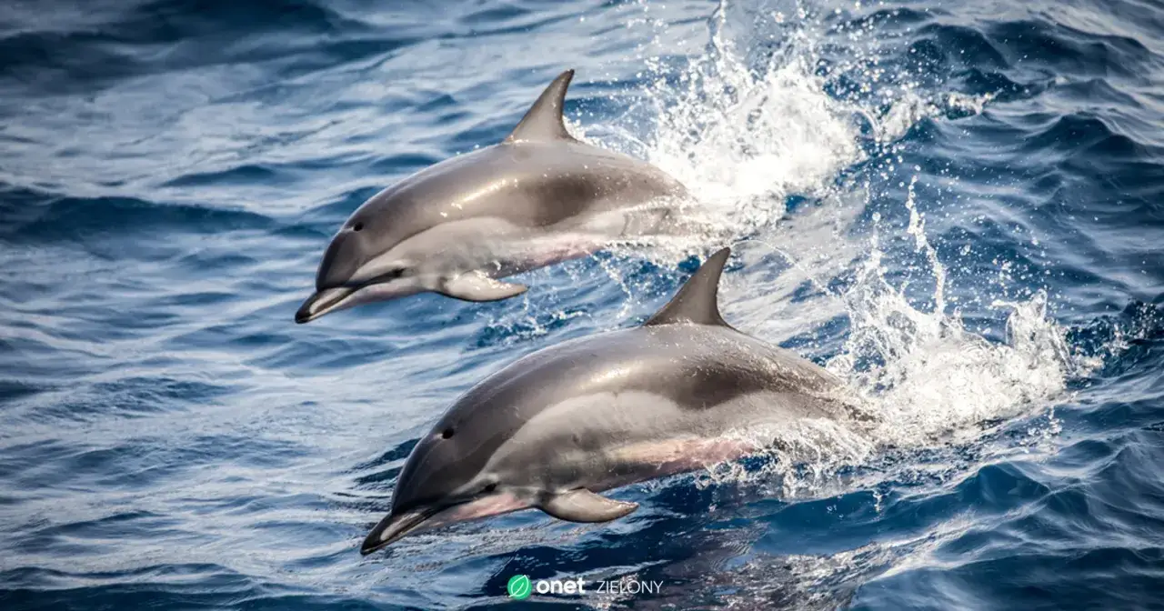 Delfiny w Bałtyku? Rzadkość! Dlaczego tu trafiają i jak pomóc?