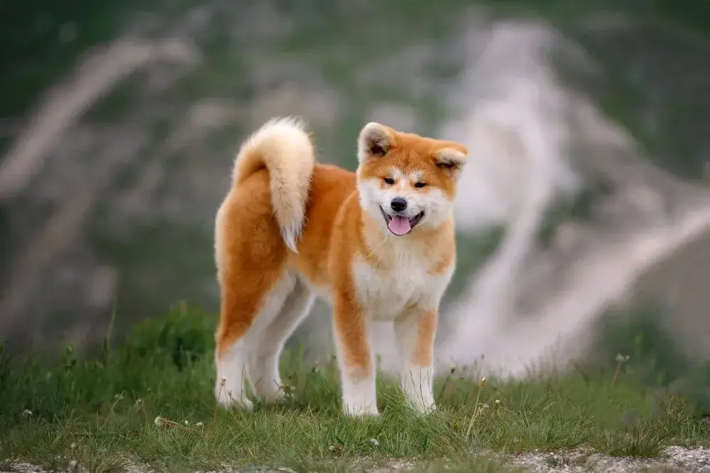 Czy akita jest groźna? Poznaj ryzyko i jak temu zapobiec