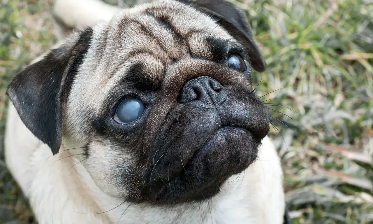 Jaskra u psa: Ból, ciśnienie, objawy. Jak uratować wzrok?
