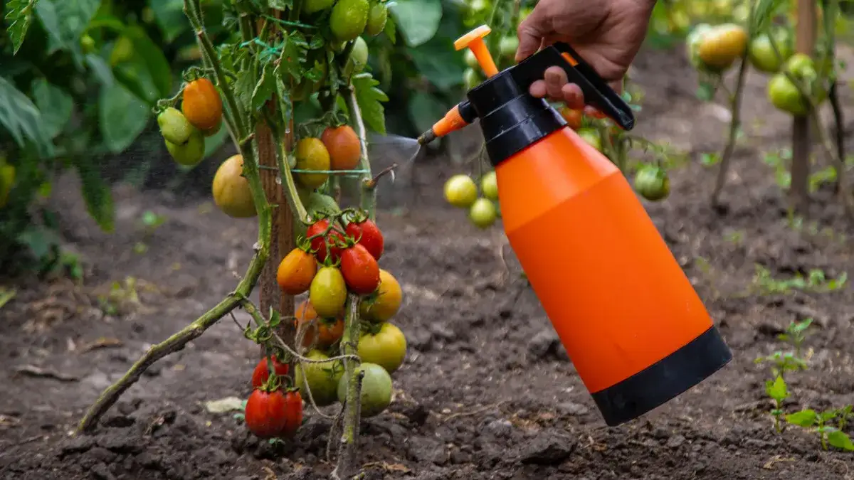 Oprysk warzyw drożdżami - jak często stosować dla najlepszych efektów