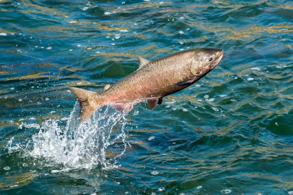 Czy olej z łososia może uczulać psa? Objawy i bezpieczeństwo dla zdrowia