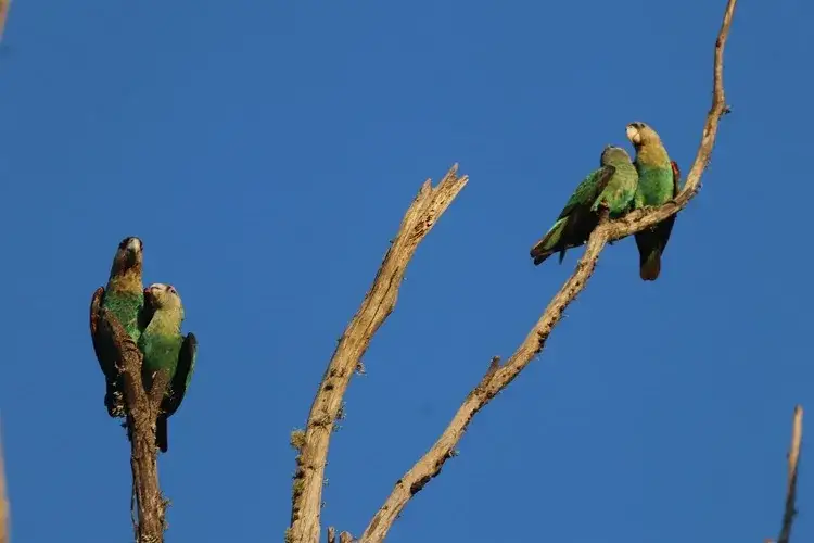 Jak rozmnażają się ptaki - fascynujący proces od zalotów do wychowania młodych
