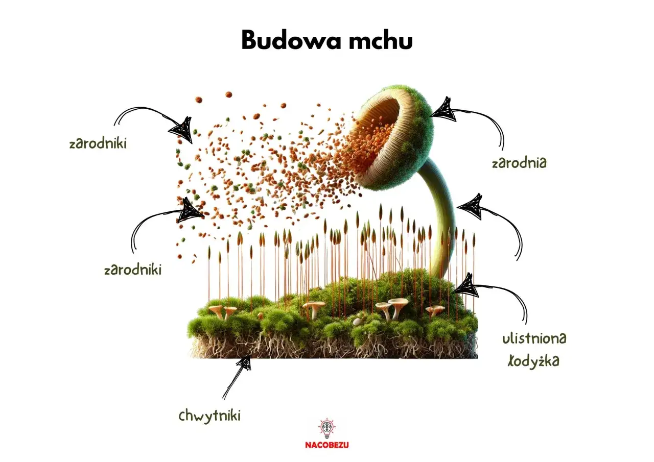 Gdzie wypożyczyć podręczniki do biologii 5 klasa i zaoszczędzić?