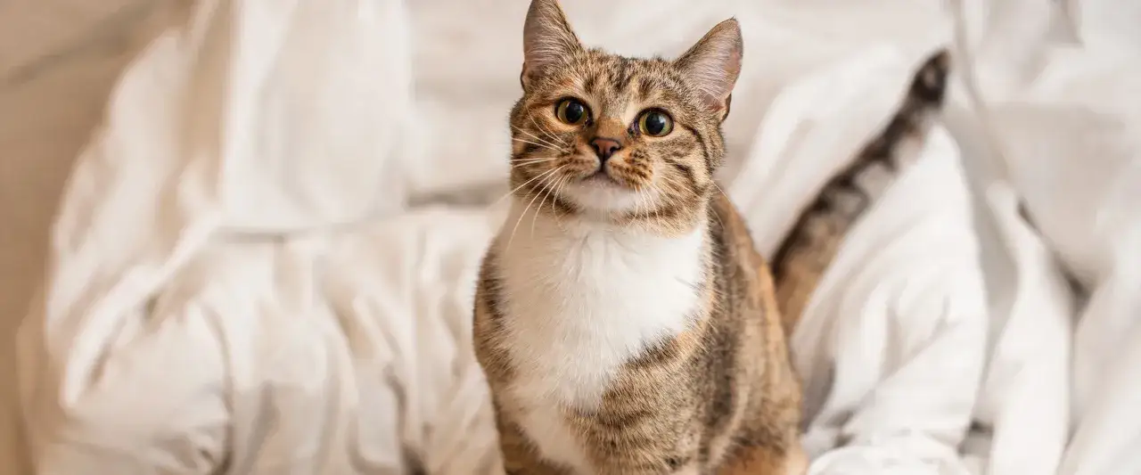 Jak sprawdzić płeć kotka – uniknij błędów i poznaj tajniki