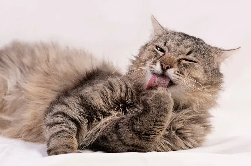 Kiedy koty gubią sierść? Poznaj sezonowe wzorce linienia