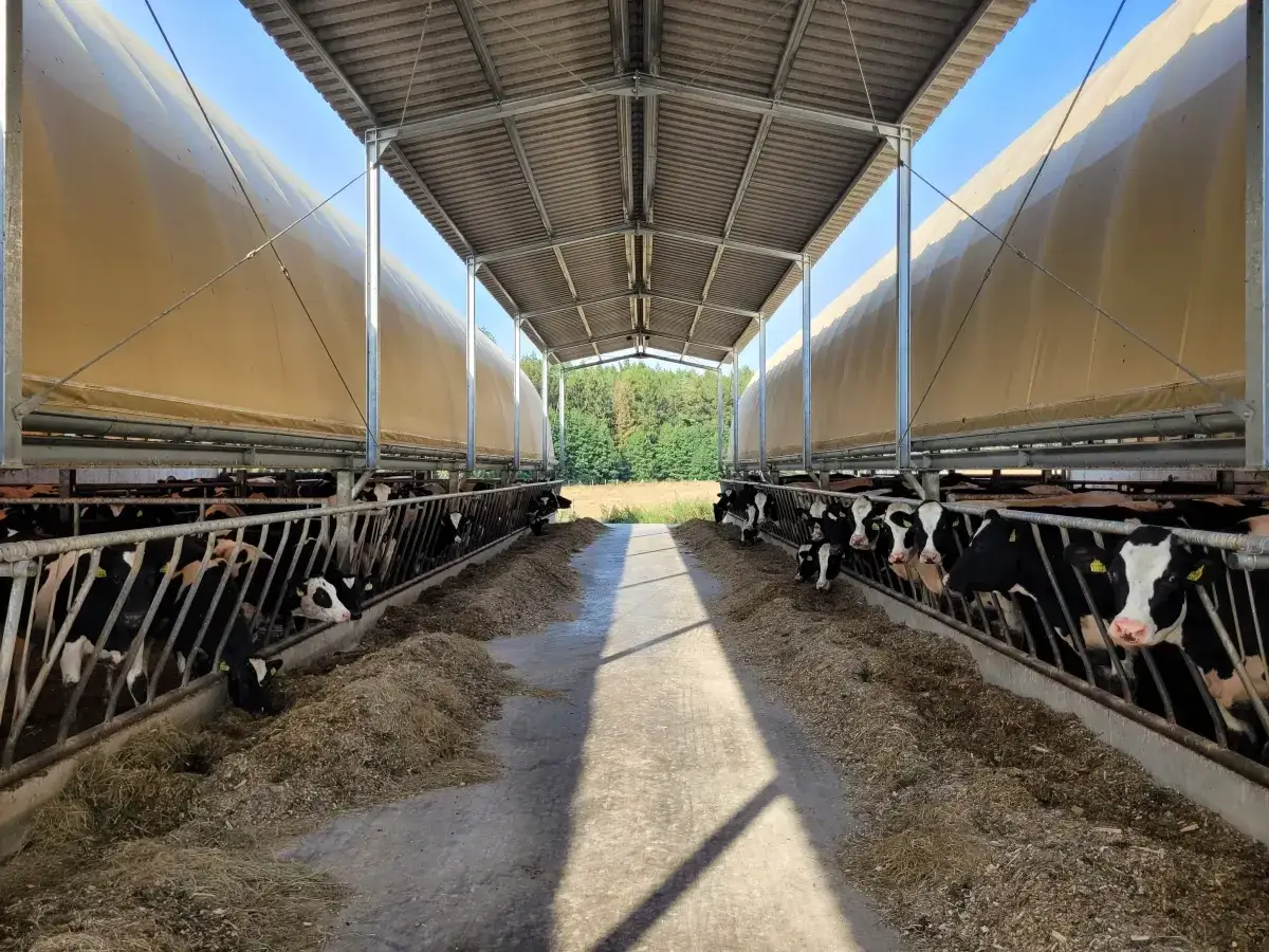 Nowoczesna wiata dla bydła. Czy potrzebne jest pozwolenie na budowę czy zgłoszenie? Krowy jedzą paszę.