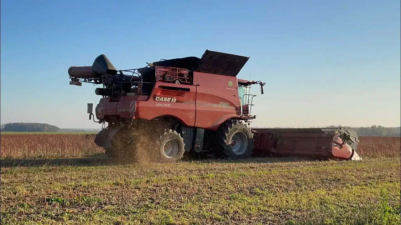 Kiedy sieje się grykę? Kluczowe daty i błędy, których unikać