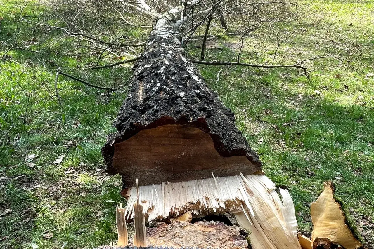 Ile bierze pilarz za wycięcie drzewa? Sprawdź koszty i czynniki wpływające