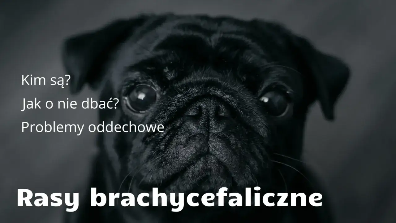 Psy brachycefaliczne: Urok czy cierpienie? Jak dbać o zdrowie?