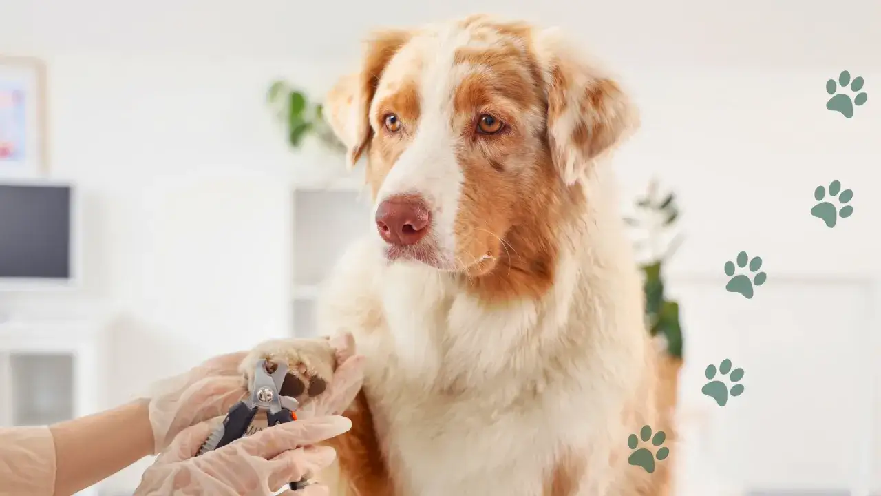 Obcinanie pazurów u szczeniaka: Poradnik krok po kroku