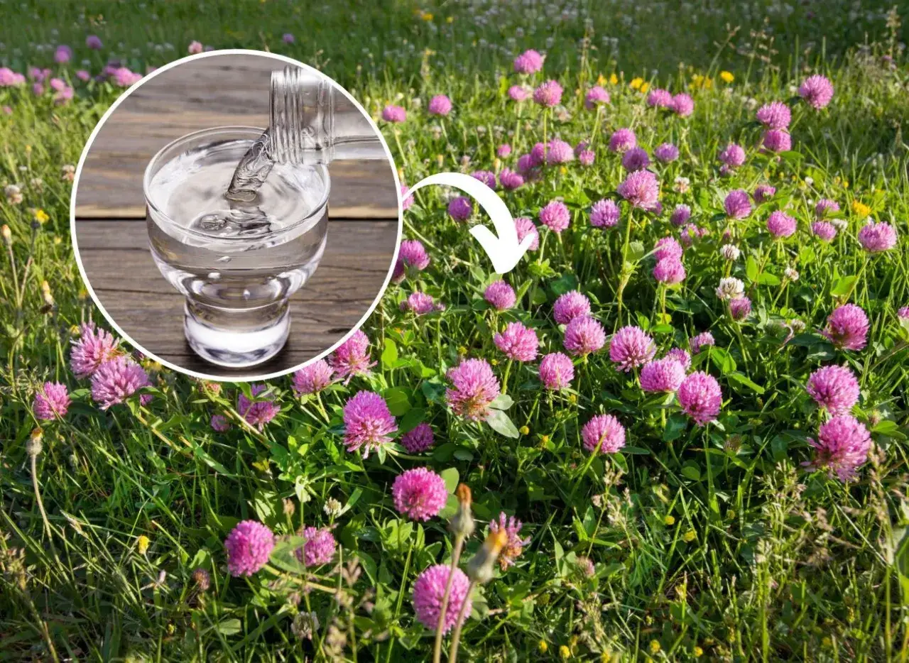 Czerwona koniczyna: Wróg trawnika? Skuteczne zwalczanie i profilaktyka