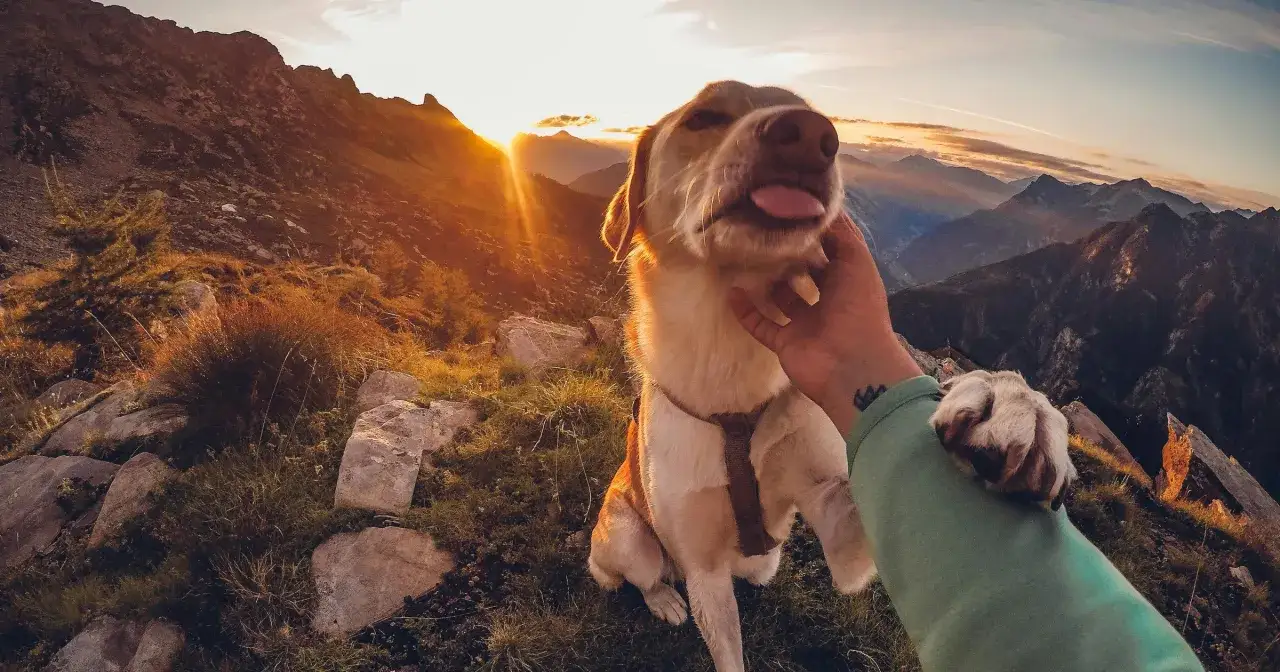 Czy pies może w góry? Zasady, szlaki i mandaty rozwiej wątpliwości!