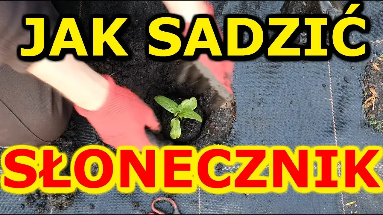 Jak sadzić słonecznik: kluczowe błędy do uniknięcia i najlepsze praktyki