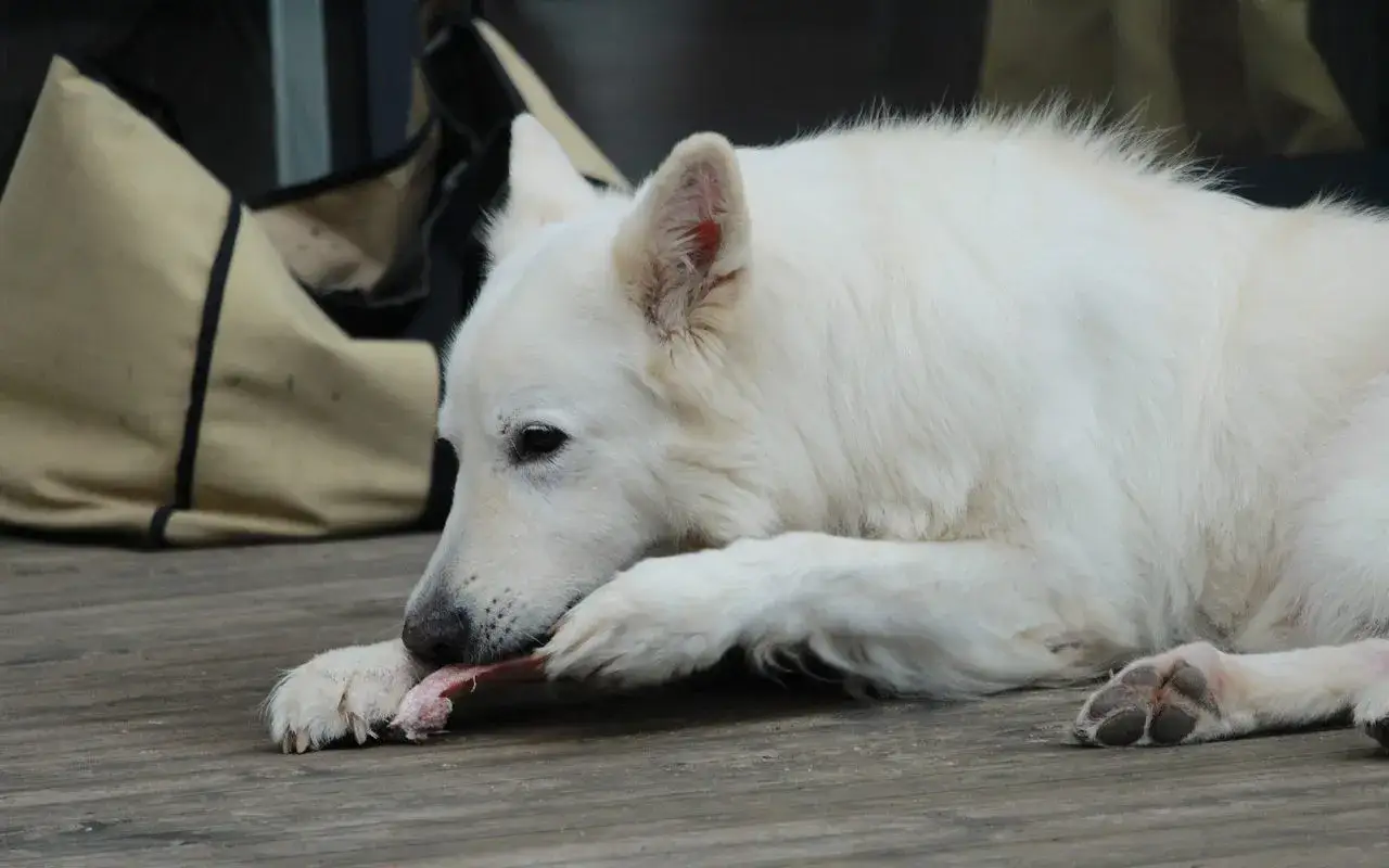 Czy pies może jeść wieprzowinę? Bezpieczne metody i korzyści zdrowotne