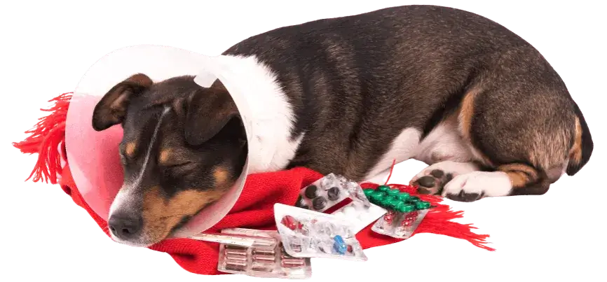 Clínica veterinaria María Jiménez: servicios y atención excepcional para tu mascota