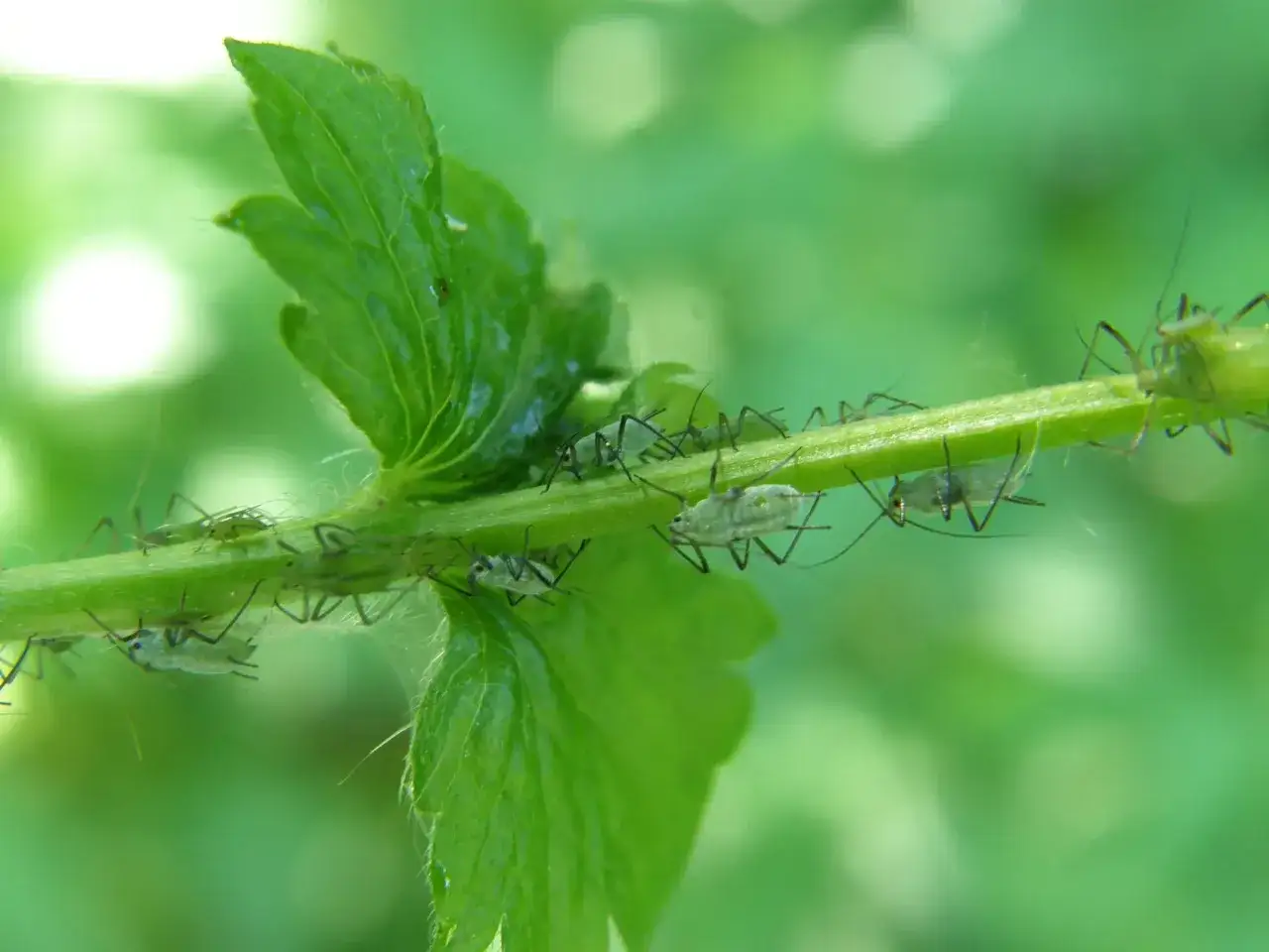 Zielony łodyga rośliny oblepiona mszycami. Widać ich wiele, co sugeruje potrzebę skutecznego środka na mszyce.