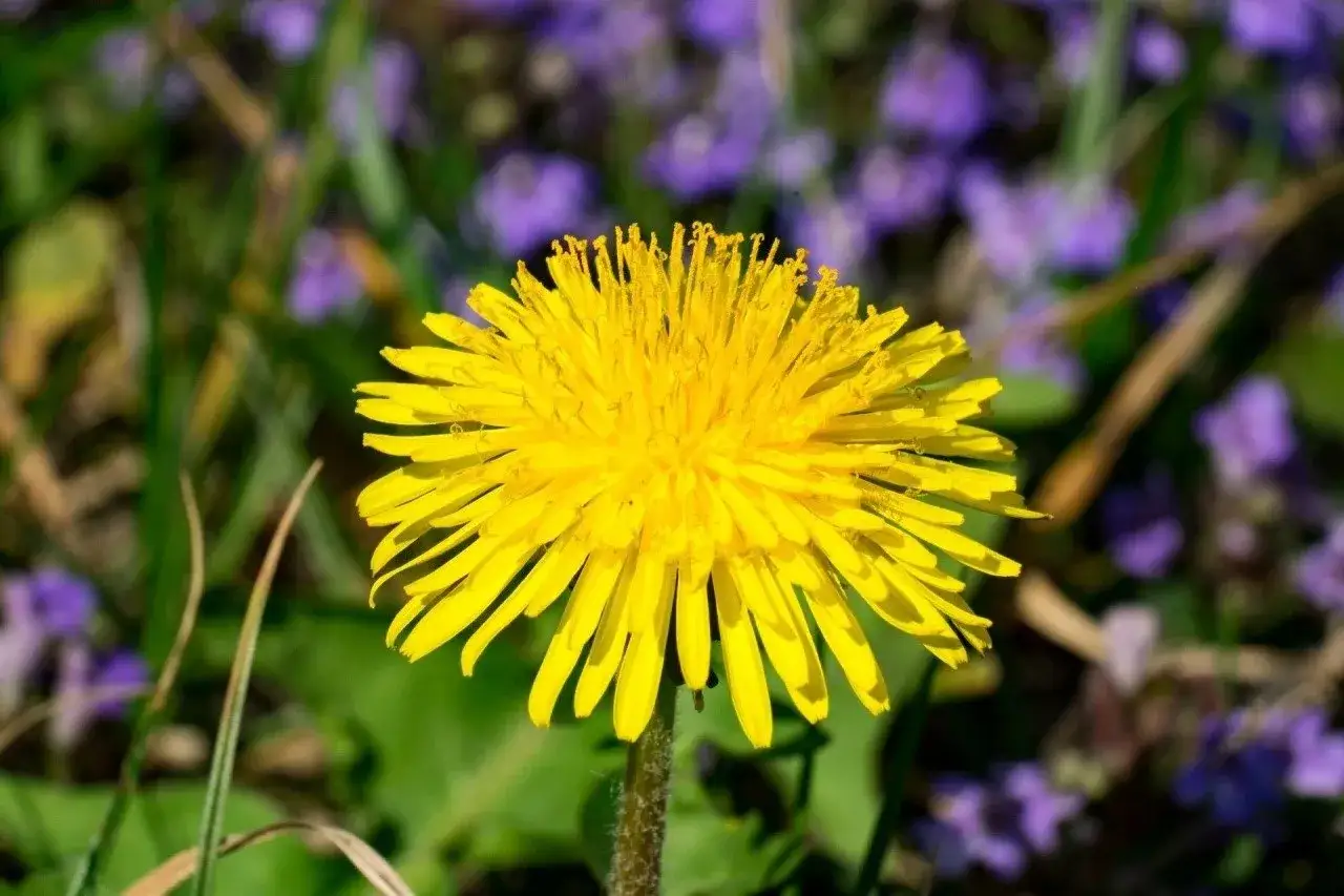 Chwast z żółtymi kwiatami? Rozpoznaj i skutecznie zwalcz!