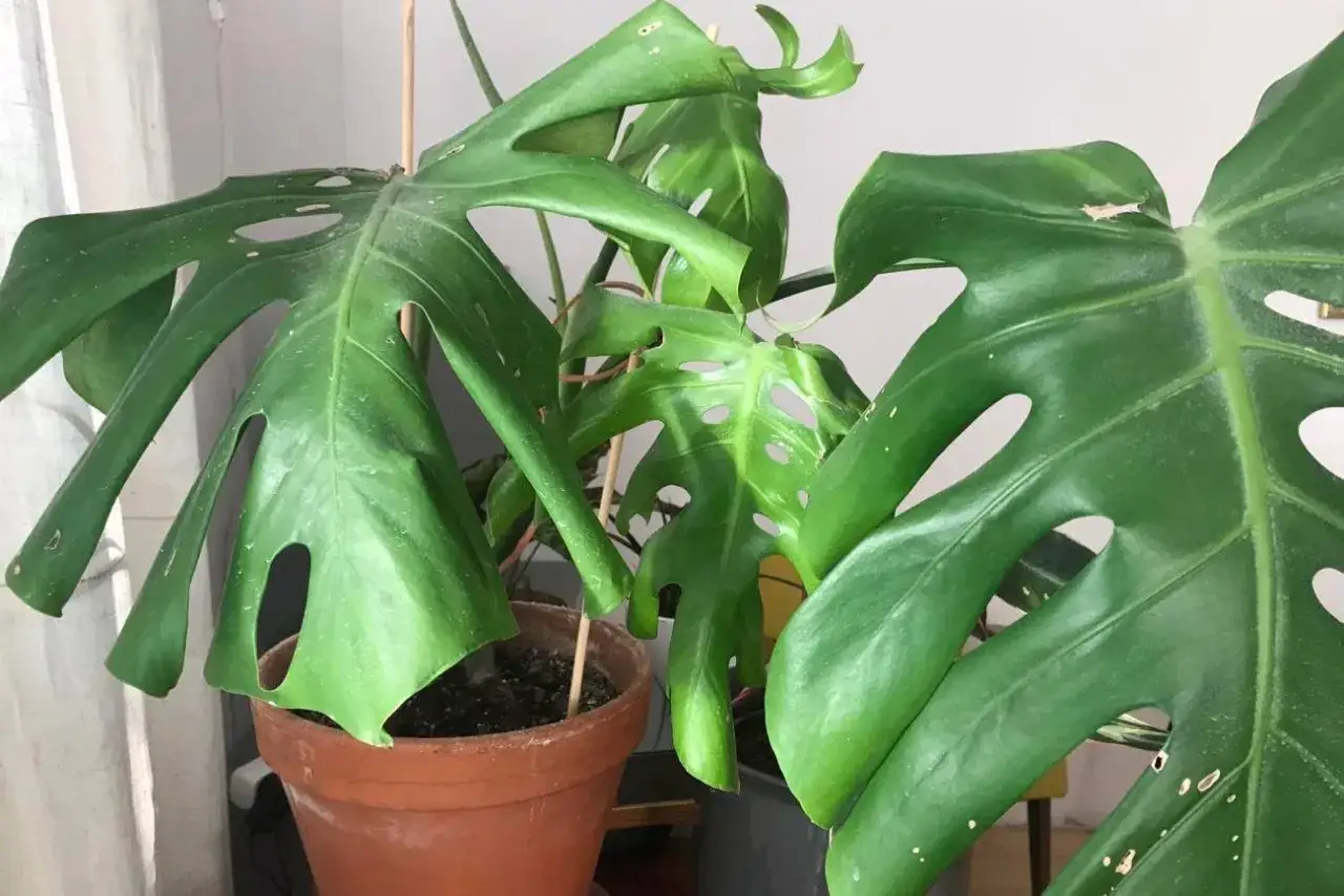 Duże, zielone liście monstery z charakterystycznymi otworami. Dowiedz się, jak przycinać liście monstery, by rosła zdrowo.