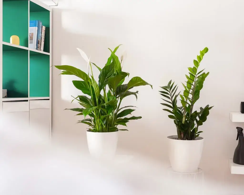 Zamiokulkas: jak pielęgnować? Poradnik dla zapominalskich