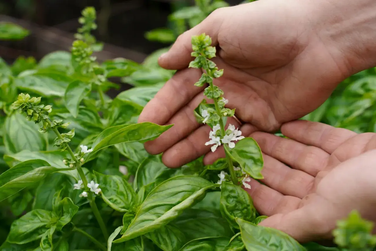 Kwitnąca bazylia: jak zachować smak i bujne liście?