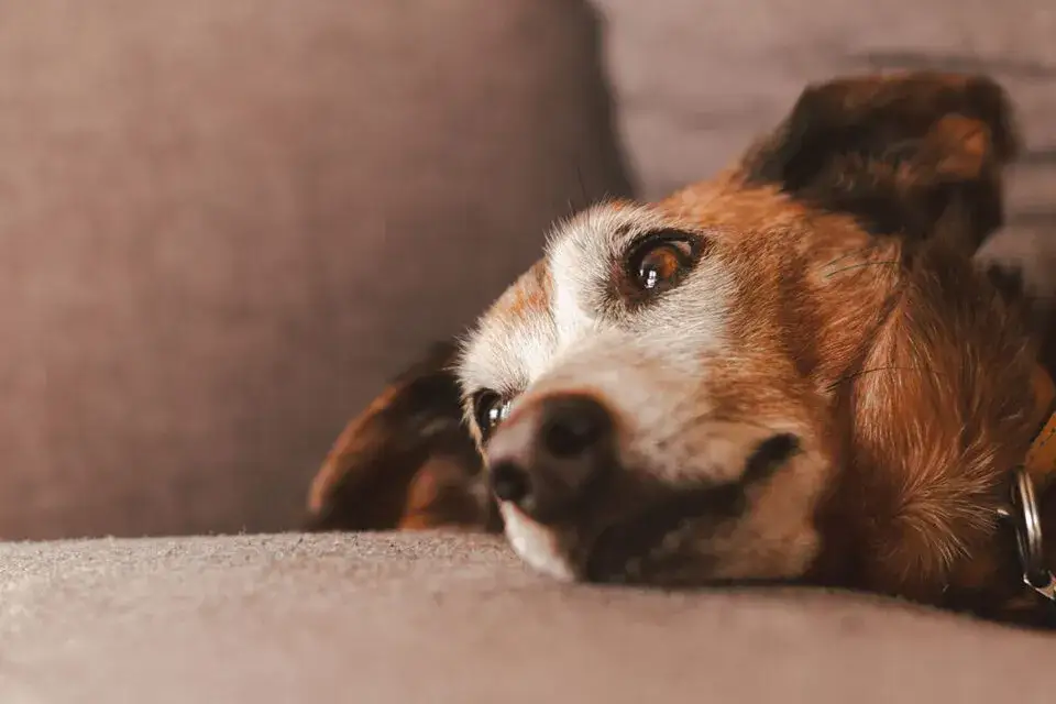 Objawy śmierci psa ze starości – jak je rozpoznać i co robić